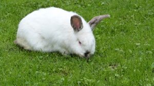 biały królik
